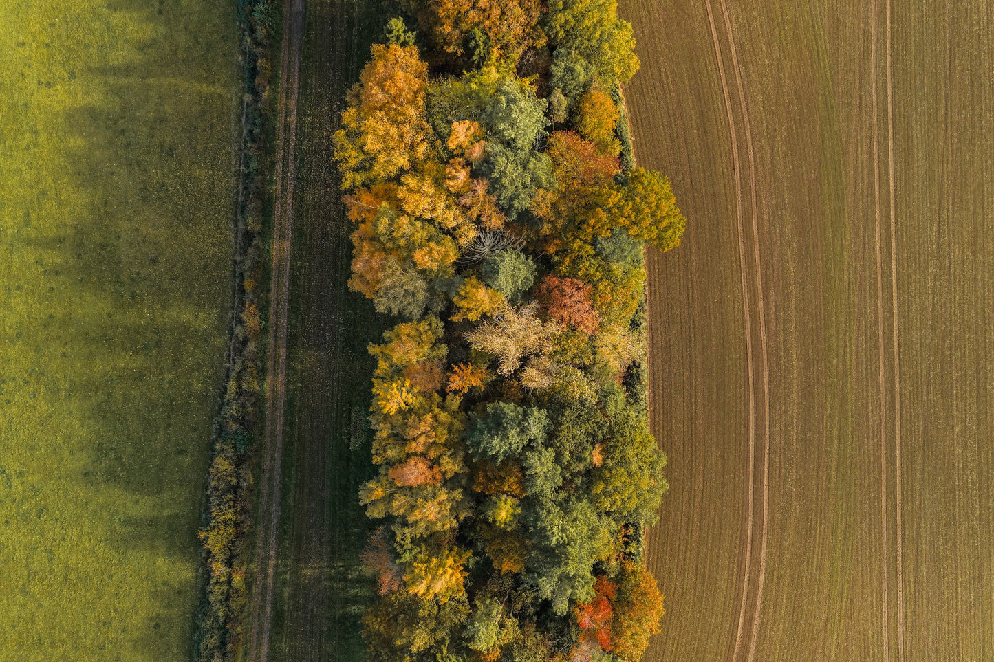 Edge of the Woods.jpg