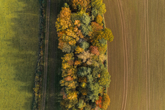 Edge of the Woods.jpg